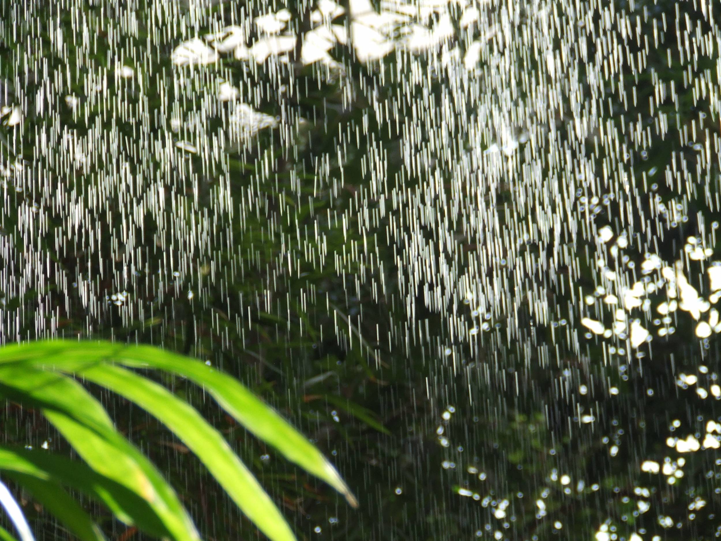 Дождик крупный. Ливневый тропический дождь. Тропический ливень. Дождь в тропиках. Ливень в тропиках.